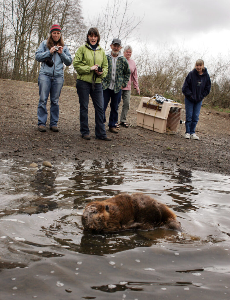 Spectators including rescuer Patty Stevenson, second from left, watch as Bella the beaver returns to the wild along the Willamette River in Eugene. (Chris Pietsch/The Register-Guard)